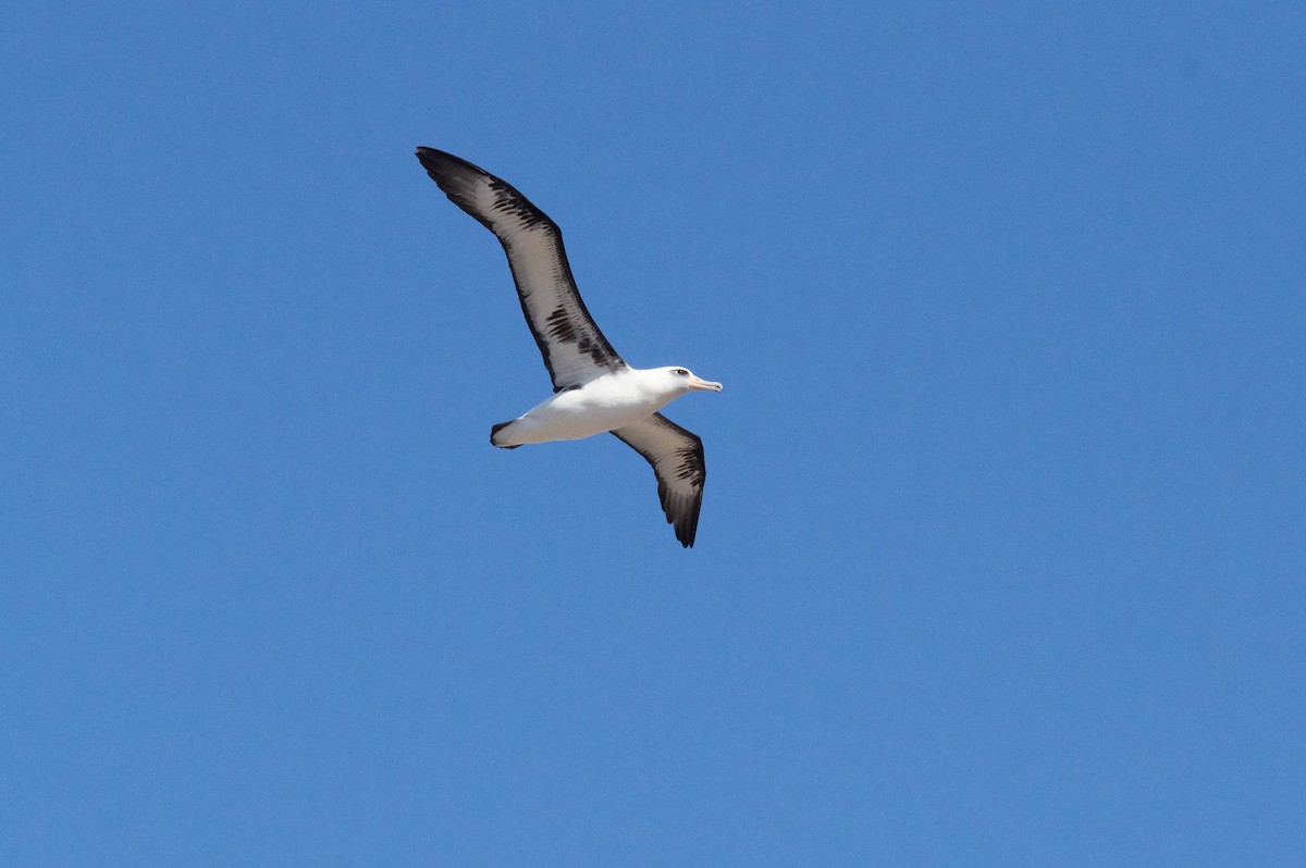 Laysan Albatross - ML616543171