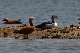 Knob-billed Duck, ML616543175