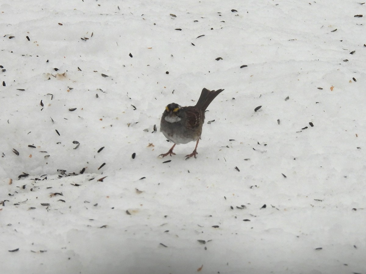 White-throated Sparrow - ML616543218