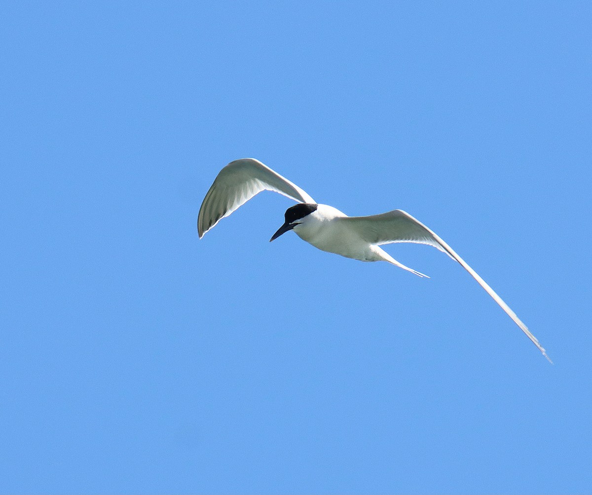 Sandwich Tern (Eurasian) - משה נאמן