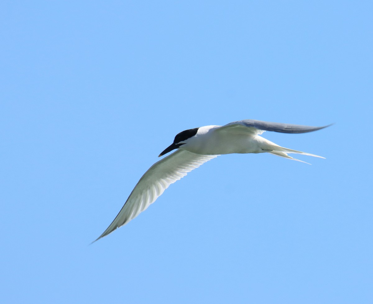 Sandwich Tern (Eurasian) - משה נאמן
