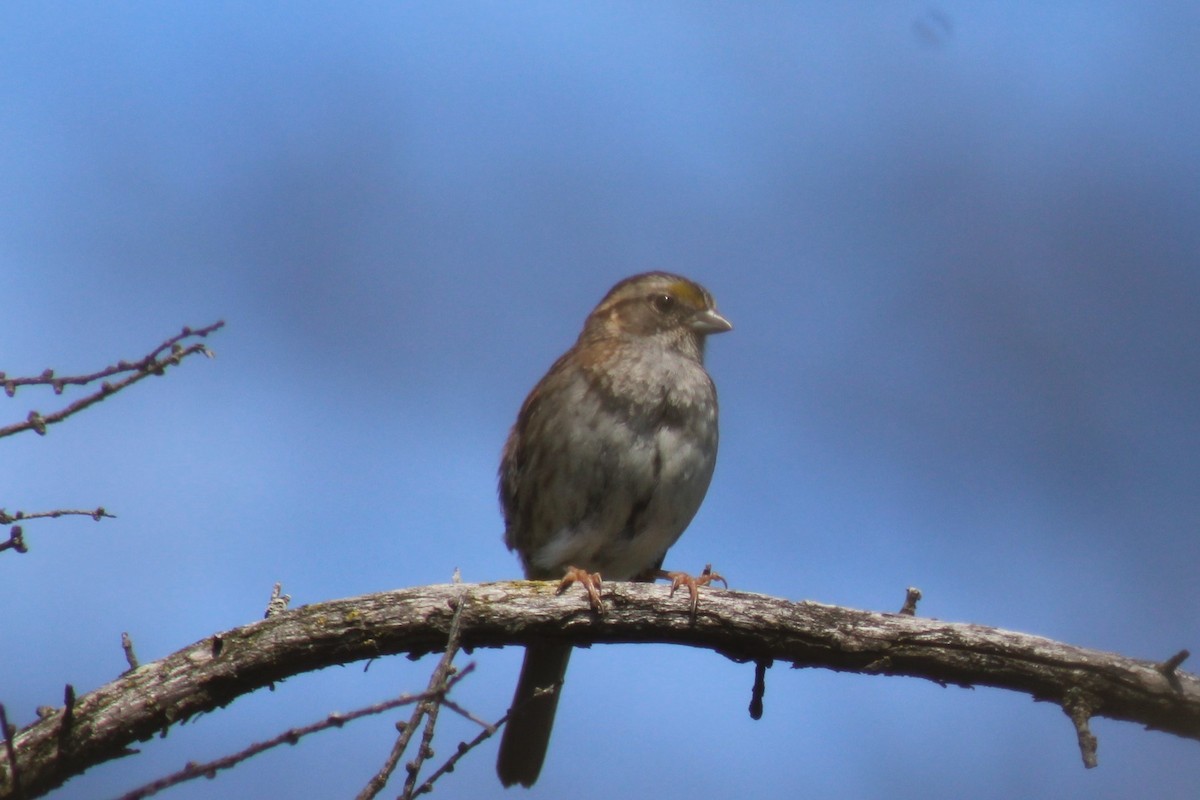 White-throated Sparrow - Dan Abel