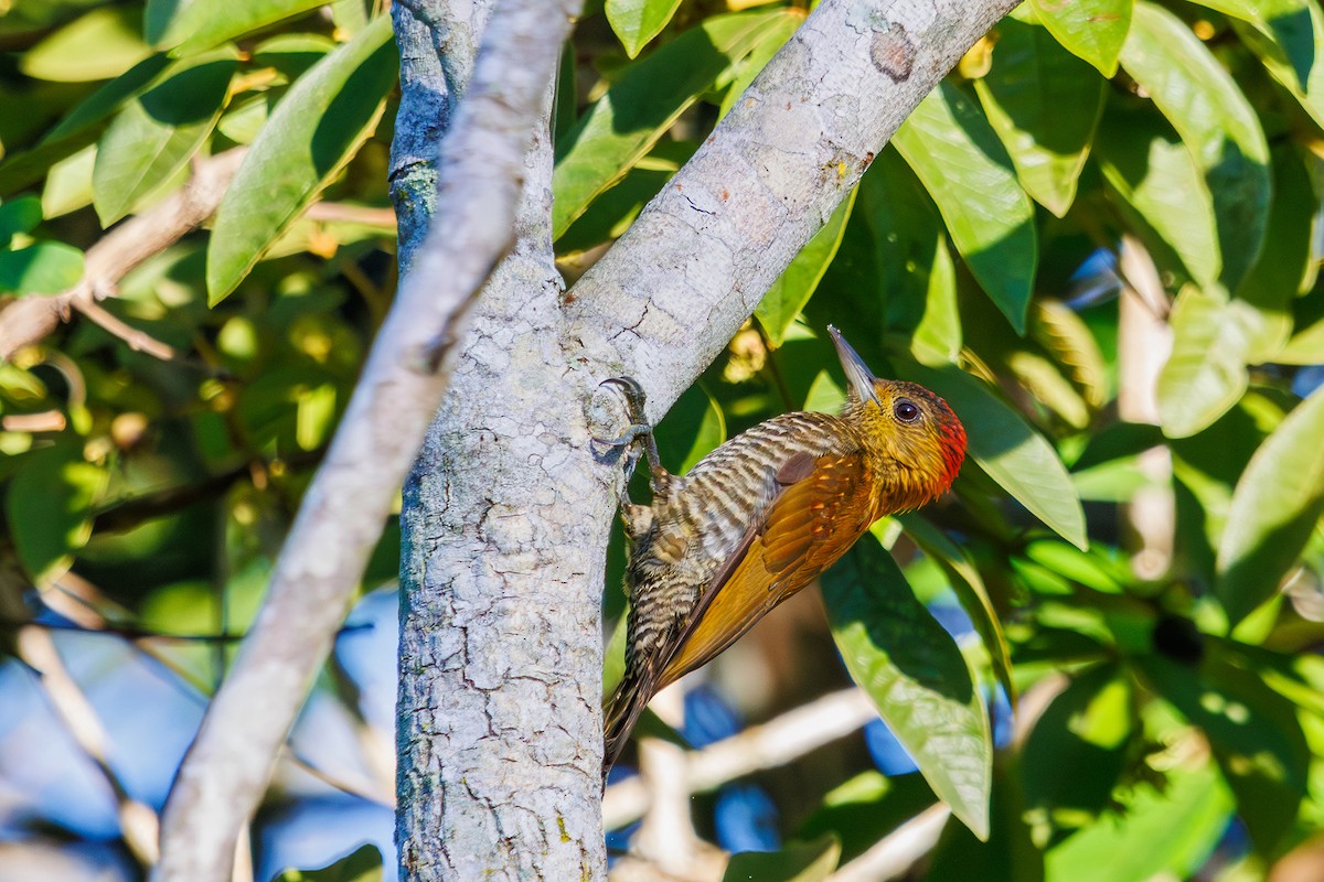 Red-stained Woodpecker - ML616543333