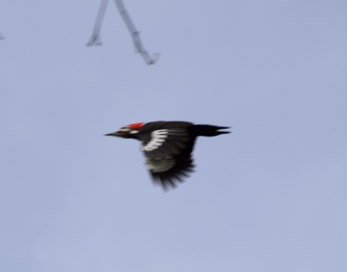 Pileated Woodpecker - ML616543429