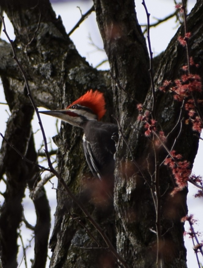 Pileated Woodpecker - Neal Fitzsimmons