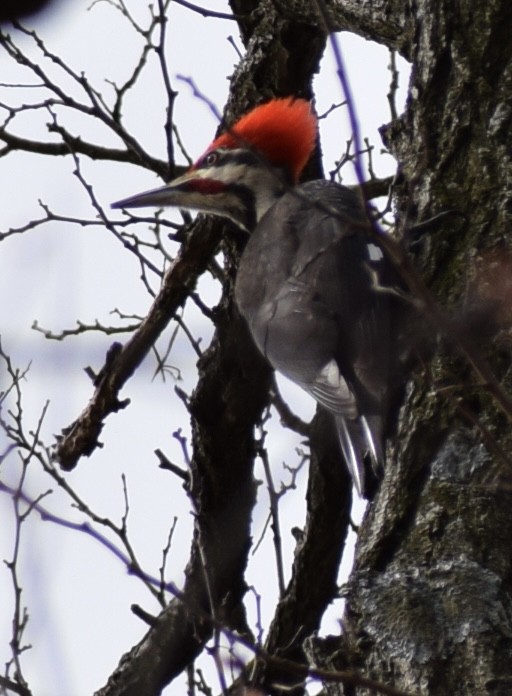 Pileated Woodpecker - Neal Fitzsimmons