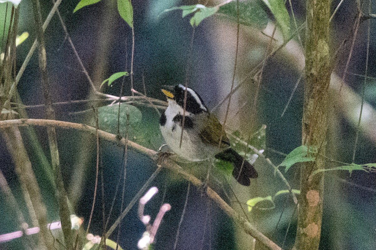 Half-collared Sparrow - ML616543517