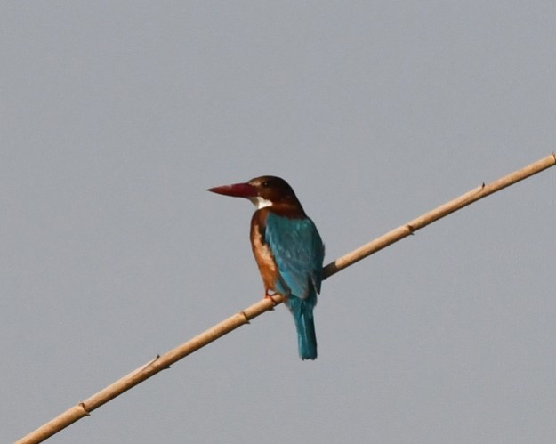 White-throated Kingfisher - Vahid Ashrafi