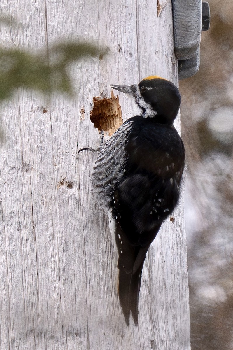 Black-backed Woodpecker - ML616543904