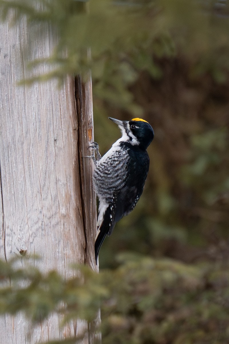Black-backed Woodpecker - ML616543905
