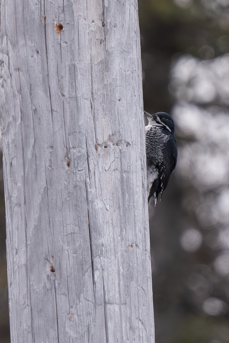 Black-backed Woodpecker - Colin Gallagher