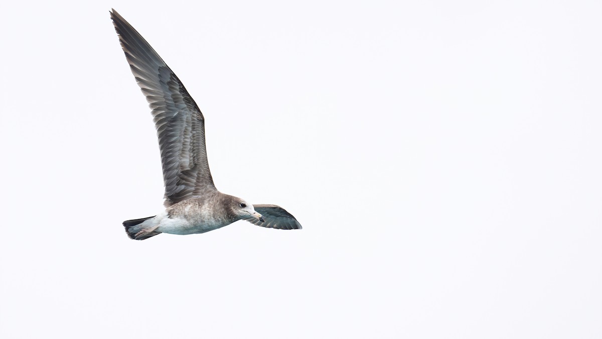 Black-tailed Gull - ML616543913