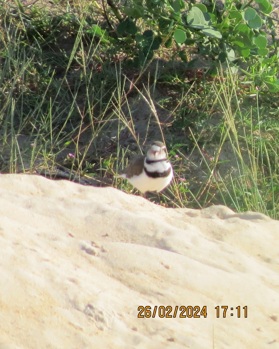 Three-banded Plover - ML616544001