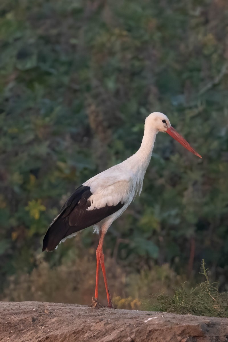 White Stork - ML616544032
