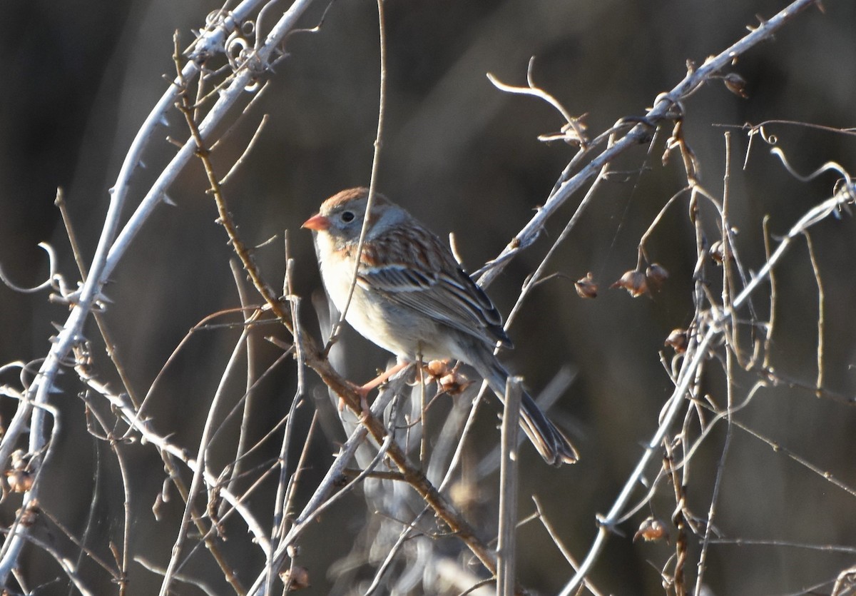 Field Sparrow - ML616544035