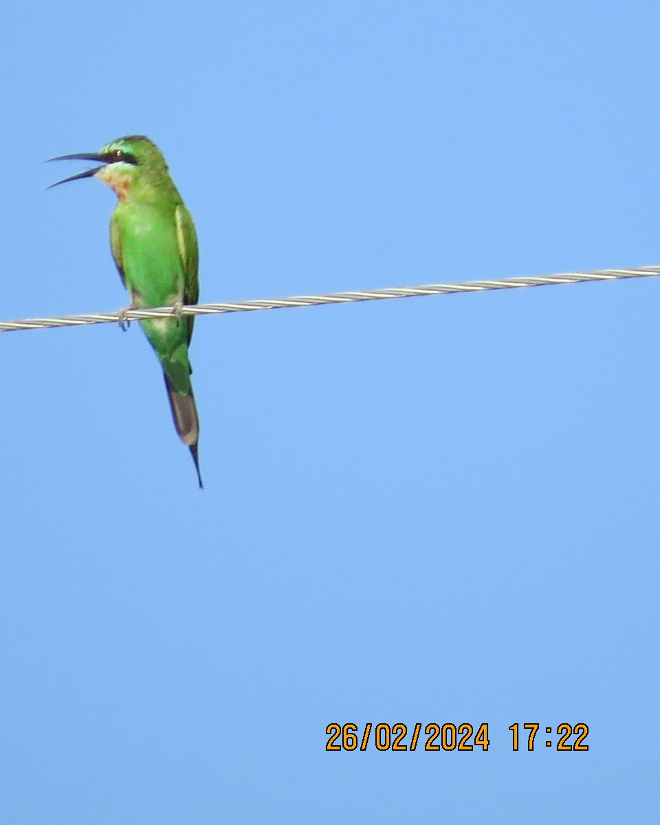 Blue-cheeked Bee-eater - ML616544044