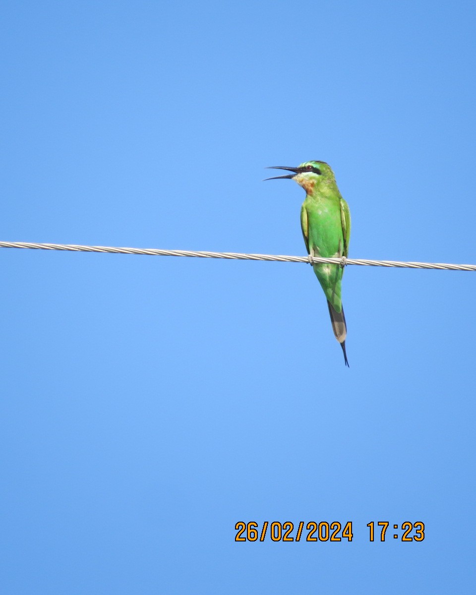 Blue-cheeked Bee-eater - ML616544049