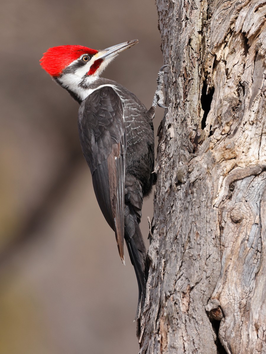 Pileated Woodpecker - ML616544053