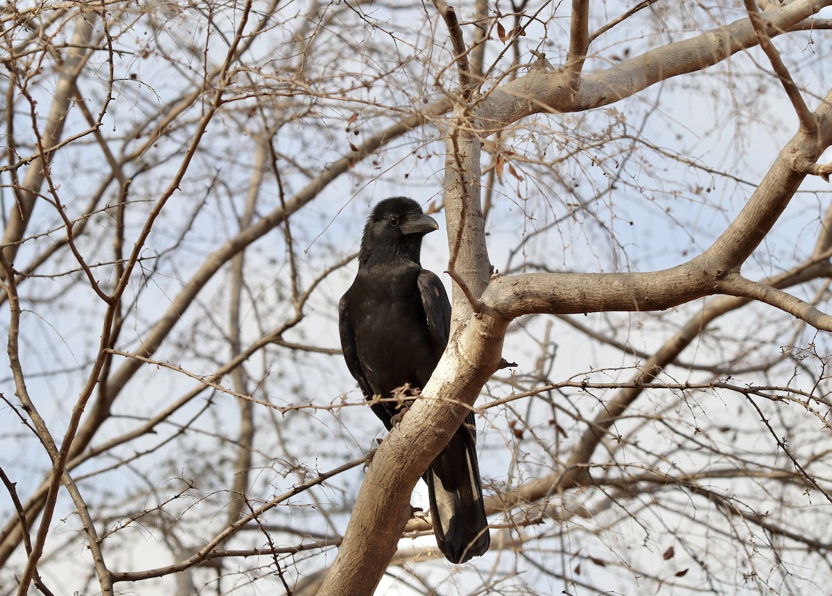 Large-billed Crow - ML616544054