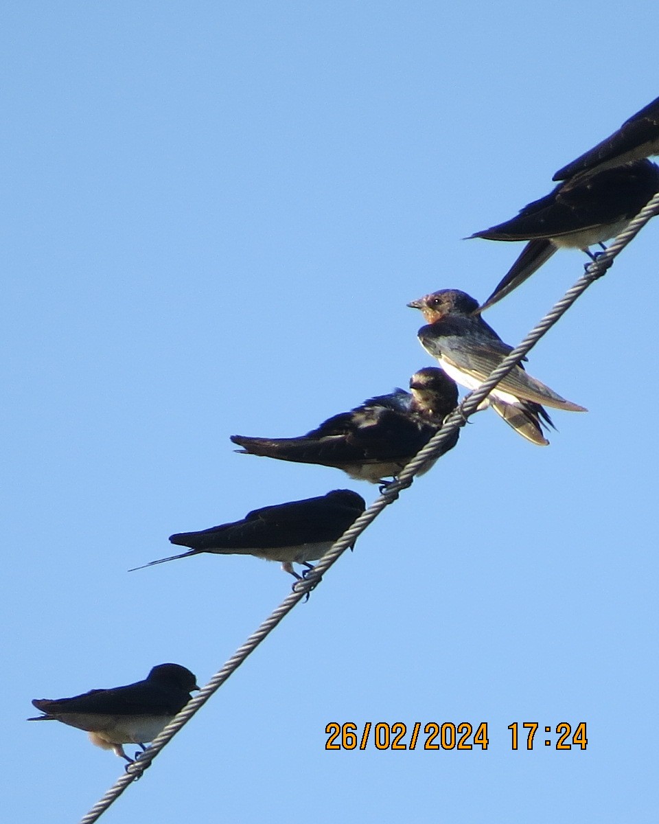 Barn Swallow - ML616544062