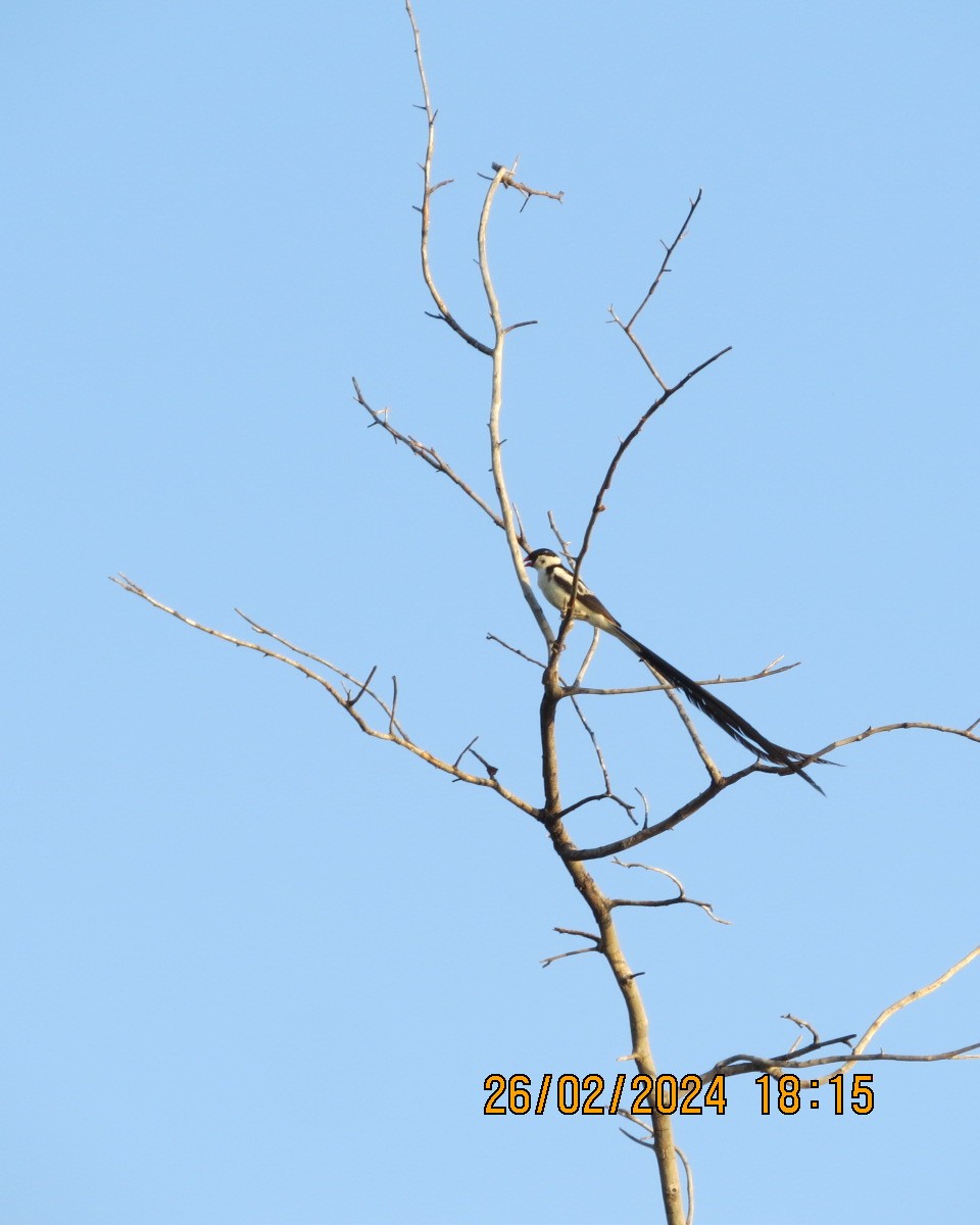 Pin-tailed Whydah - ML616544112