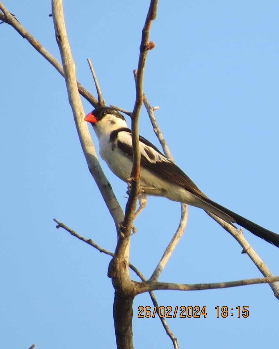 Pin-tailed Whydah - ML616544114