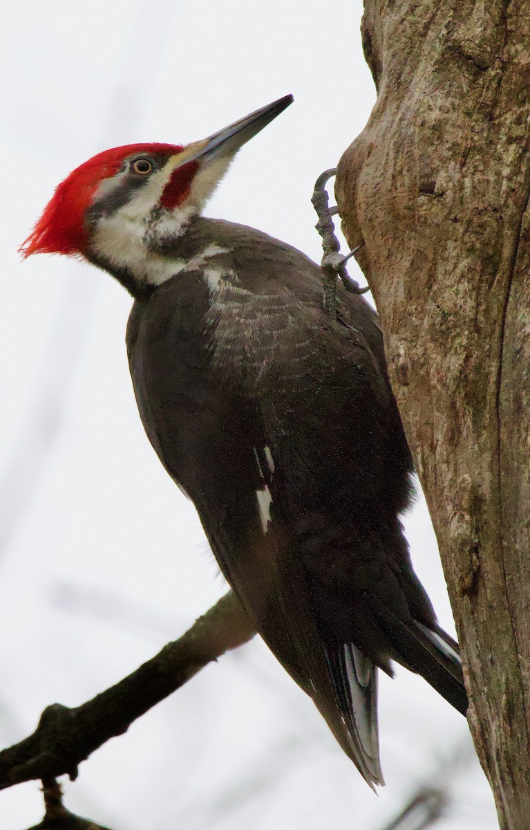 Pileated Woodpecker - Michael Yellin
