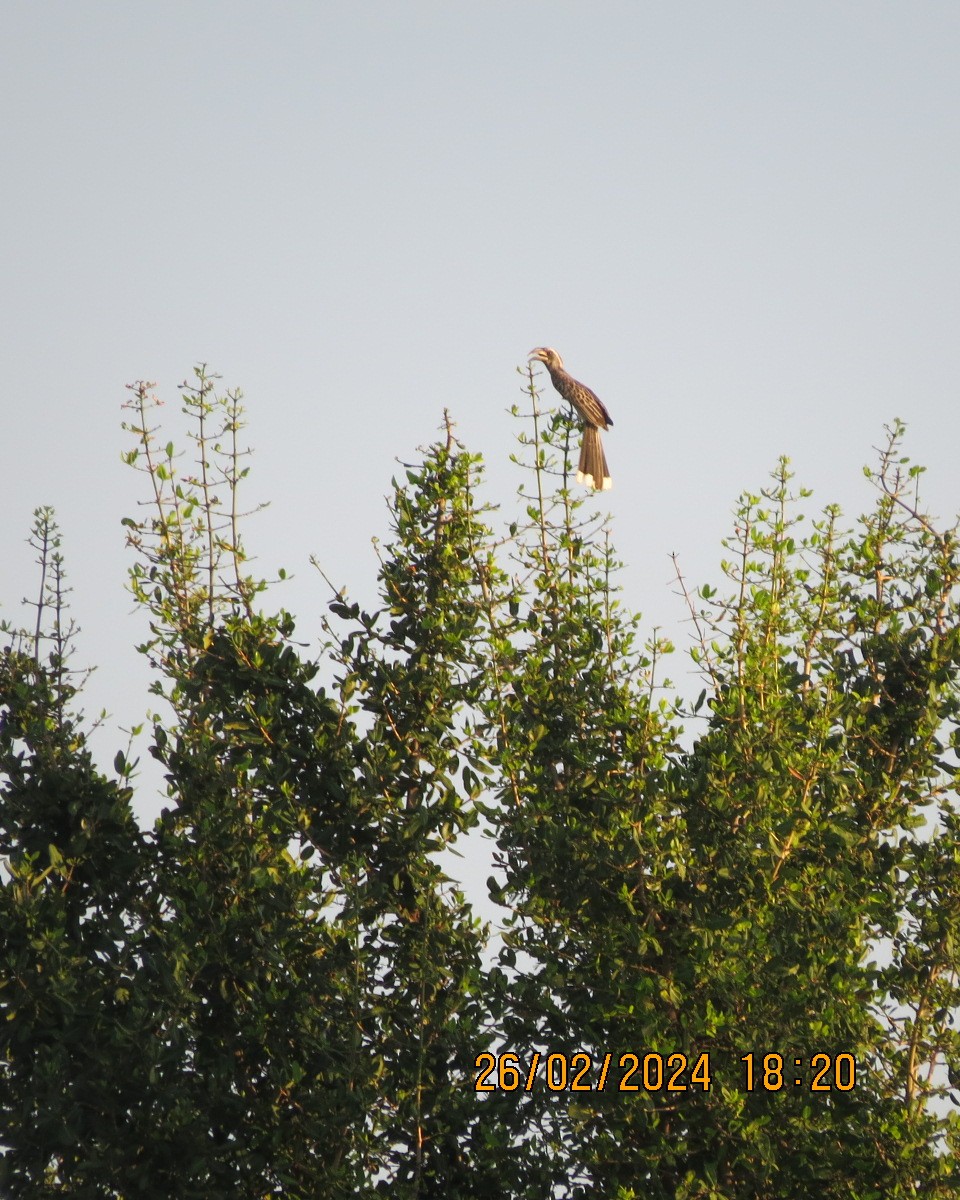 African Gray Hornbill - ML616544118