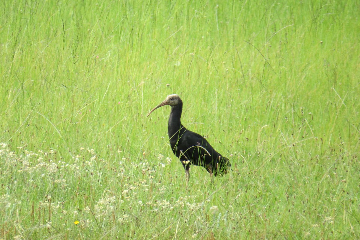 ibis jihoafrický - ML616544179