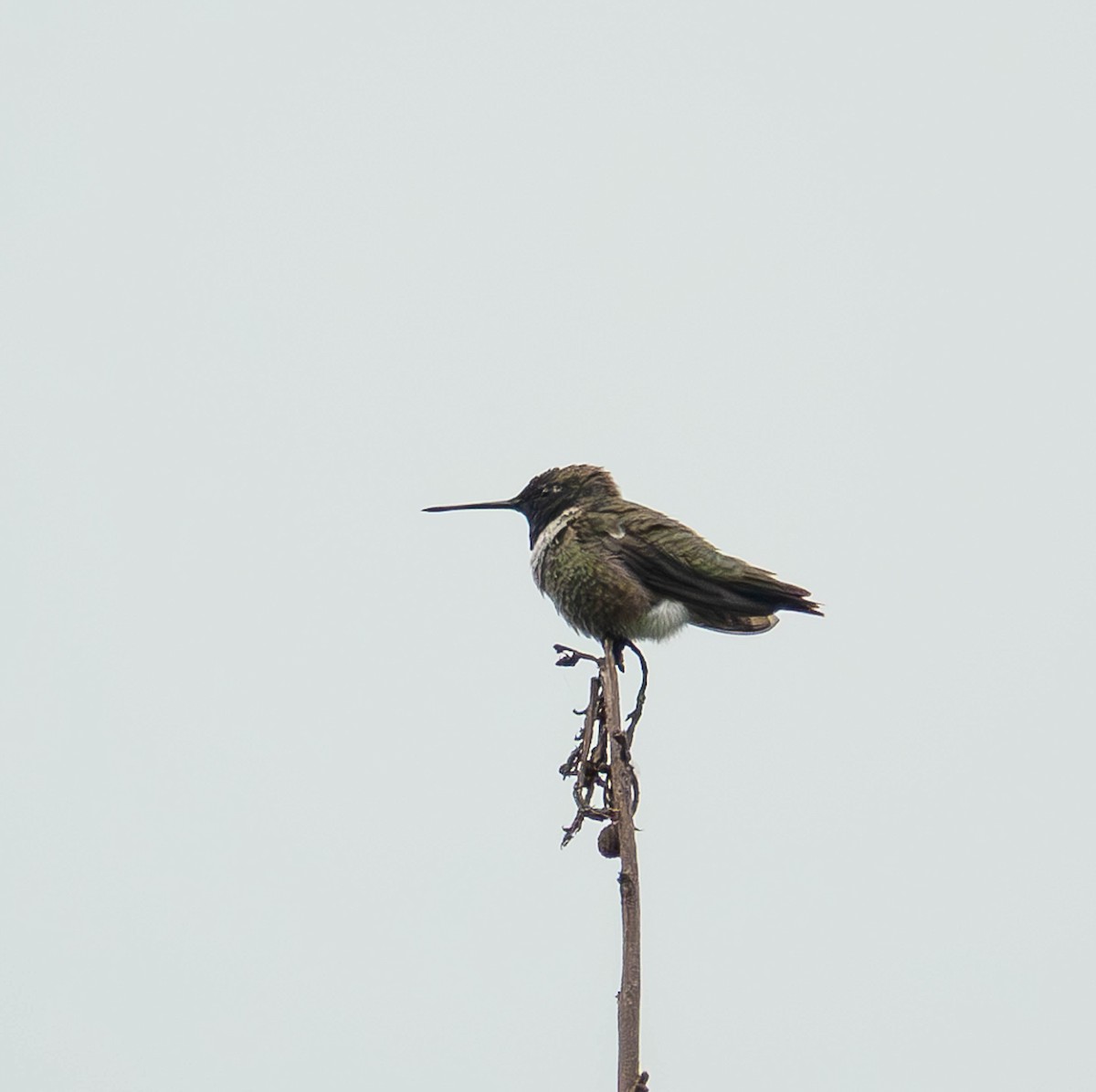 Black-chinned Hummingbird - ML616544352