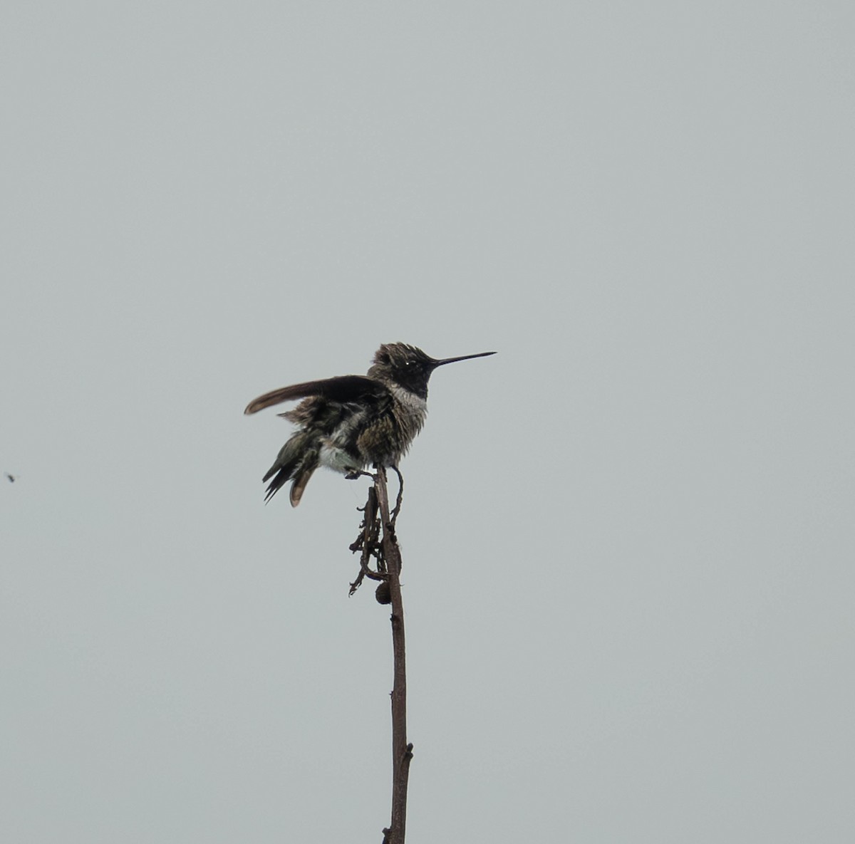 Black-chinned Hummingbird - ML616544354