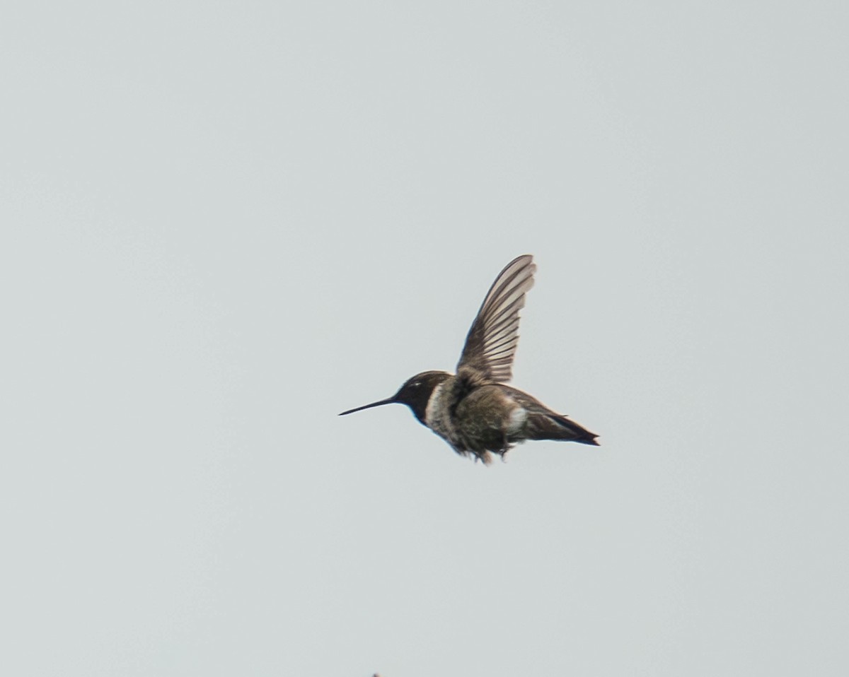 Black-chinned Hummingbird - ML616544358