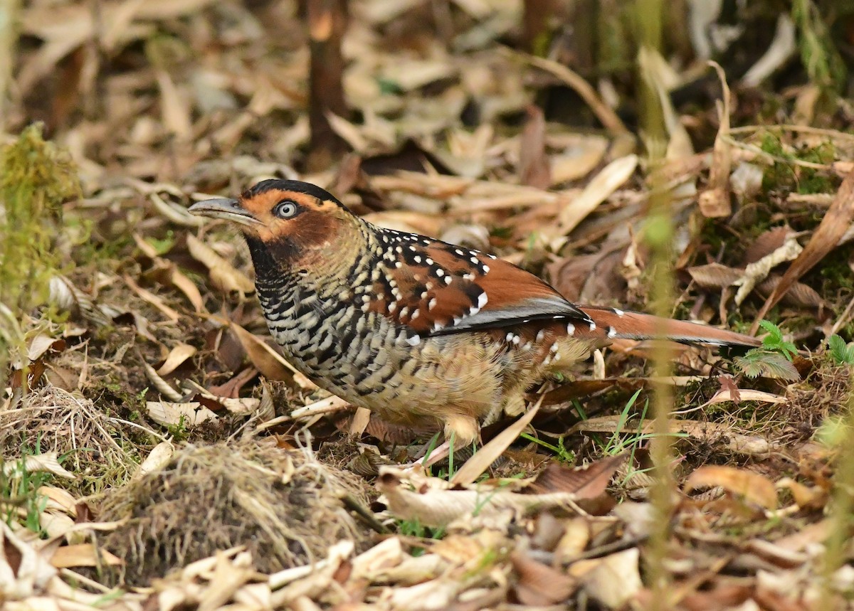 Spotted Laughingthrush - ML616544373