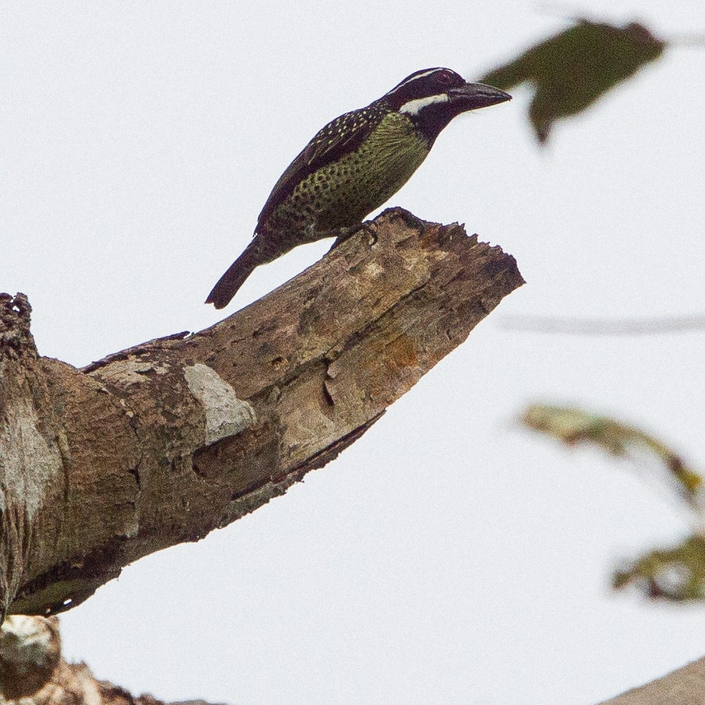 Hairy-breasted Barbet - Werner Suter