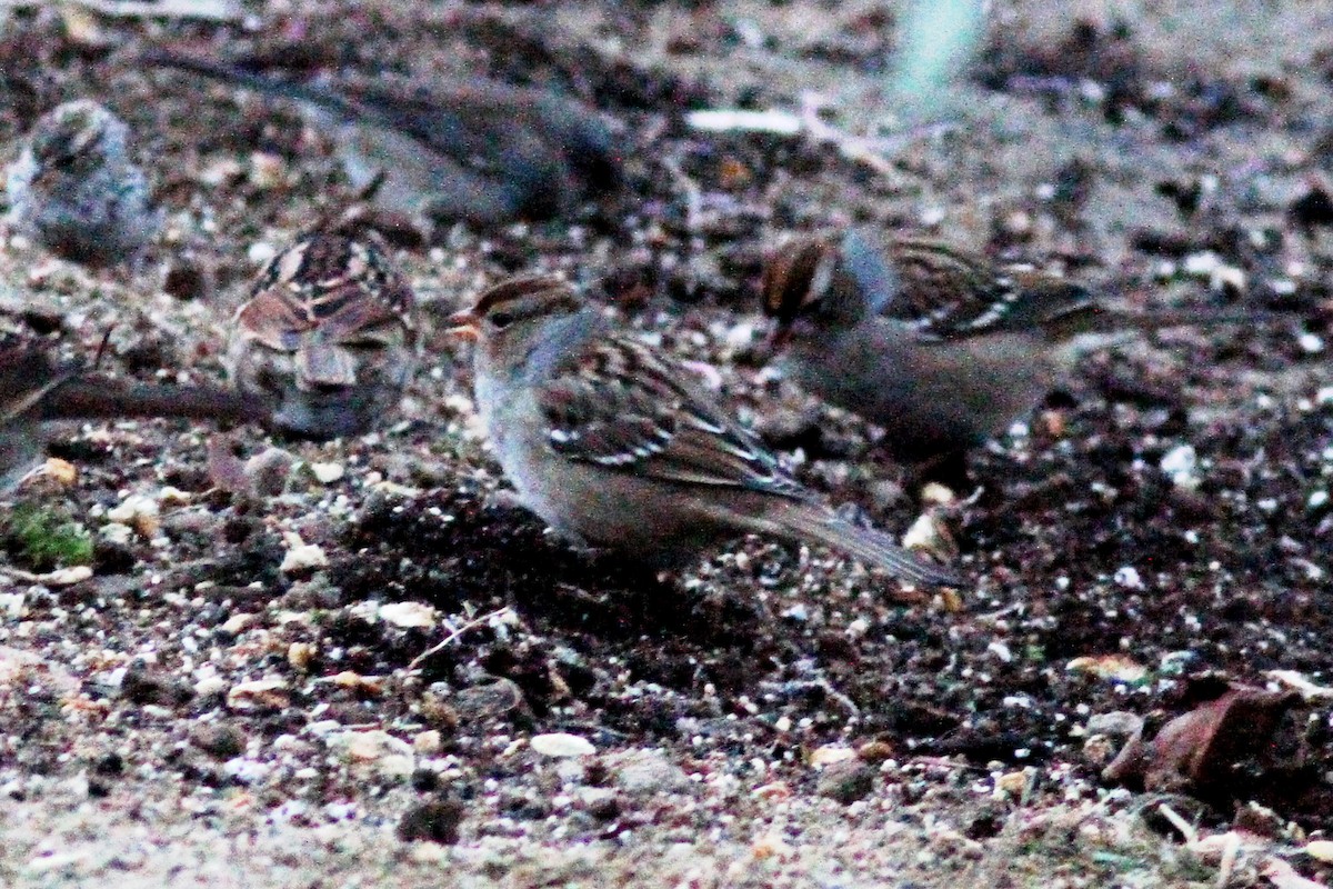 White-crowned Sparrow - Maurice Raymond