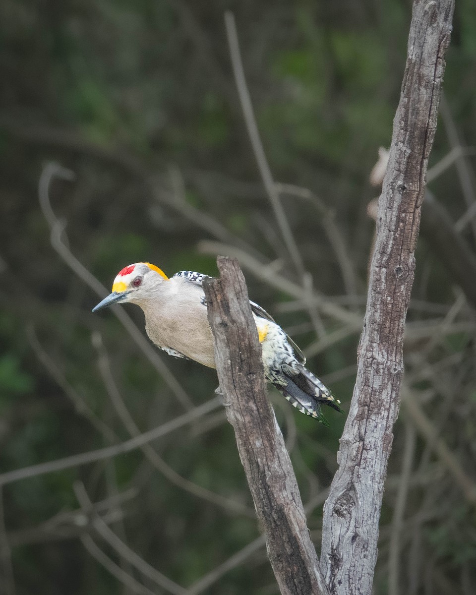 Golden-fronted Woodpecker - ML616544590