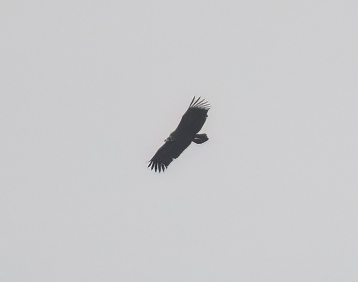 Cinereous Vulture - ML616544626