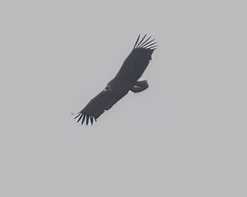 Cinereous Vulture - ML616544627