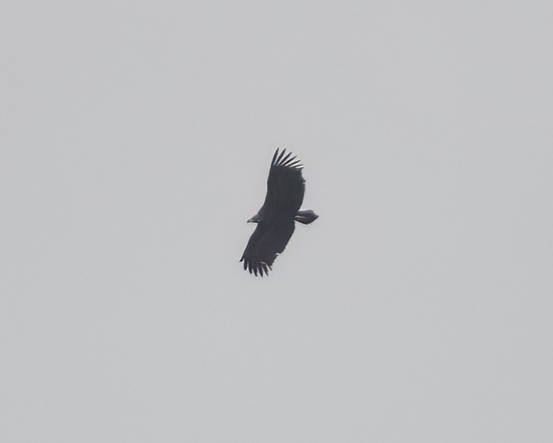 Cinereous Vulture - ML616544628