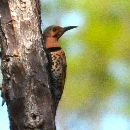 Northern Flicker (Yellow-shafted) - John Whitehead