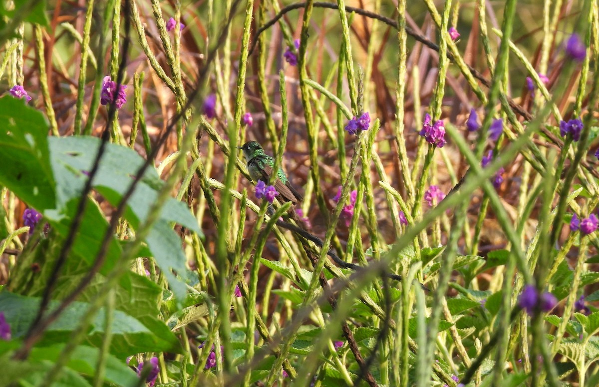kolibřík smaragdovohrdlý - ML616544718