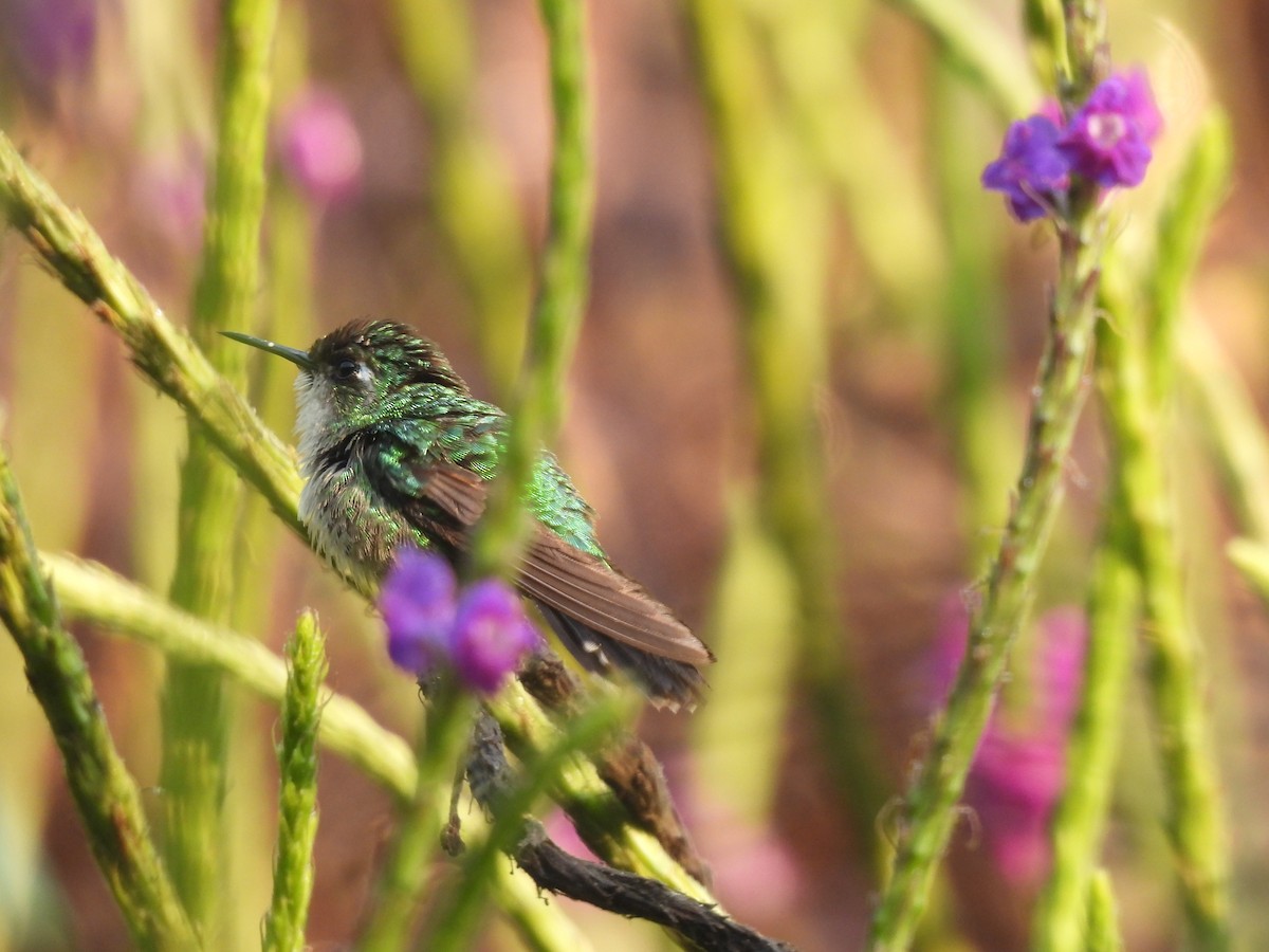 Emerald-chinned Hummingbird - ML616544719