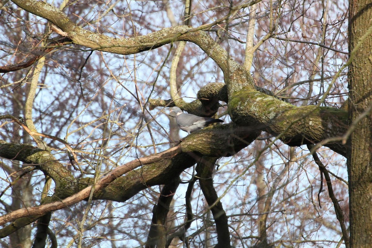 Common Wood-Pigeon - ML616544873