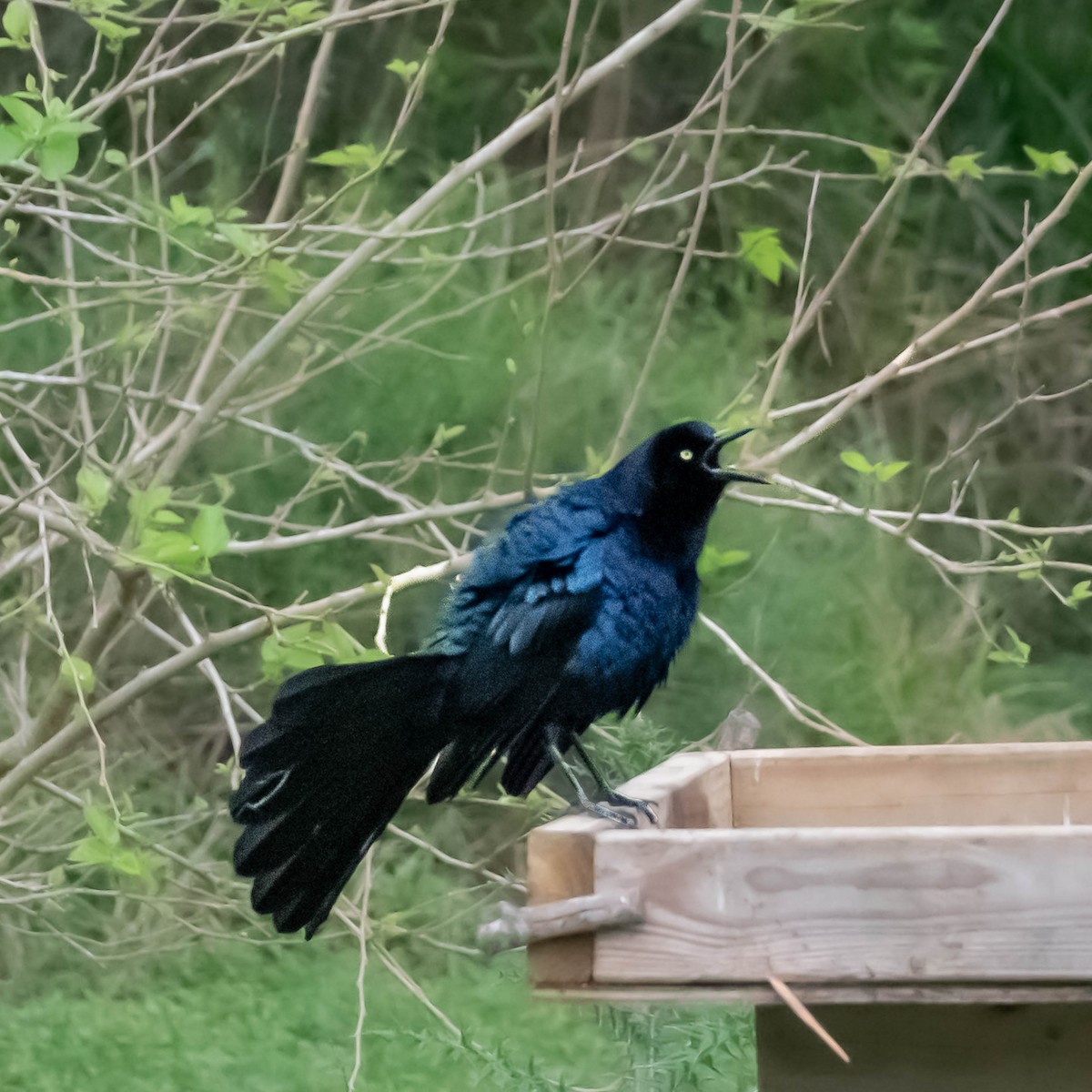 Great-tailed Grackle - ML616544897