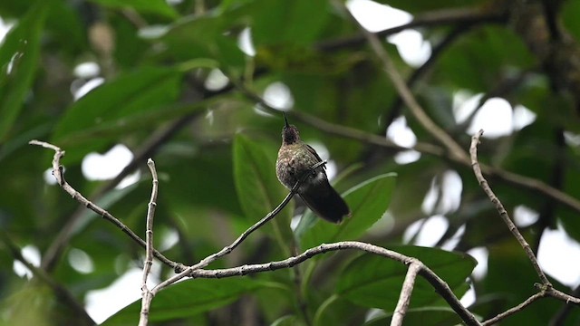 kolibřík dřišťálový (ssp. tyrianthina/quitensis) - ML616545011