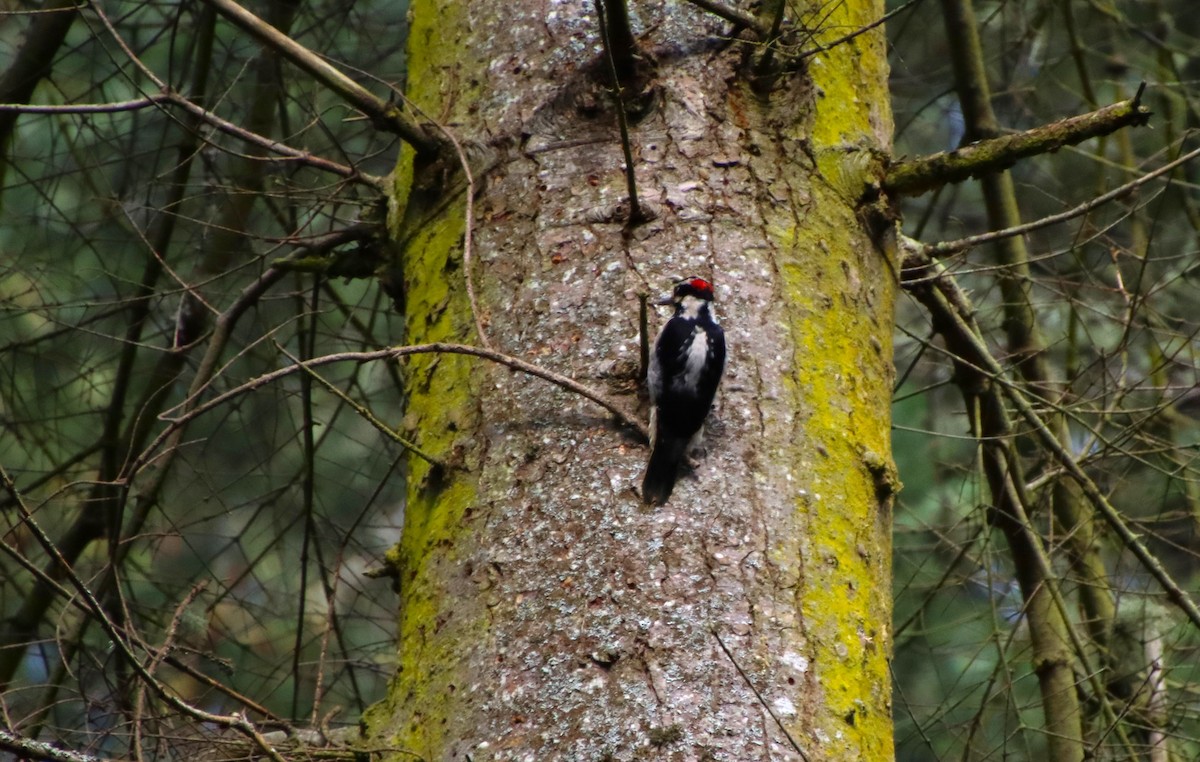 Hairy Woodpecker (Pacific) - Dianne Murray