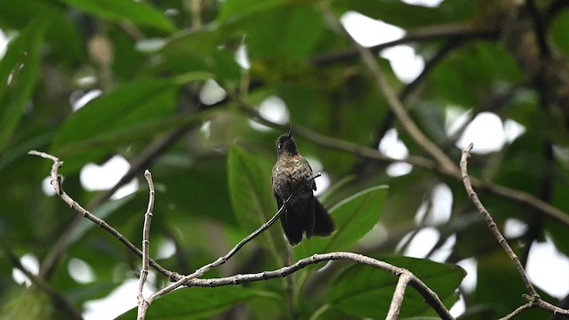 kolibřík dřišťálový (ssp. tyrianthina/quitensis) - ML616545018