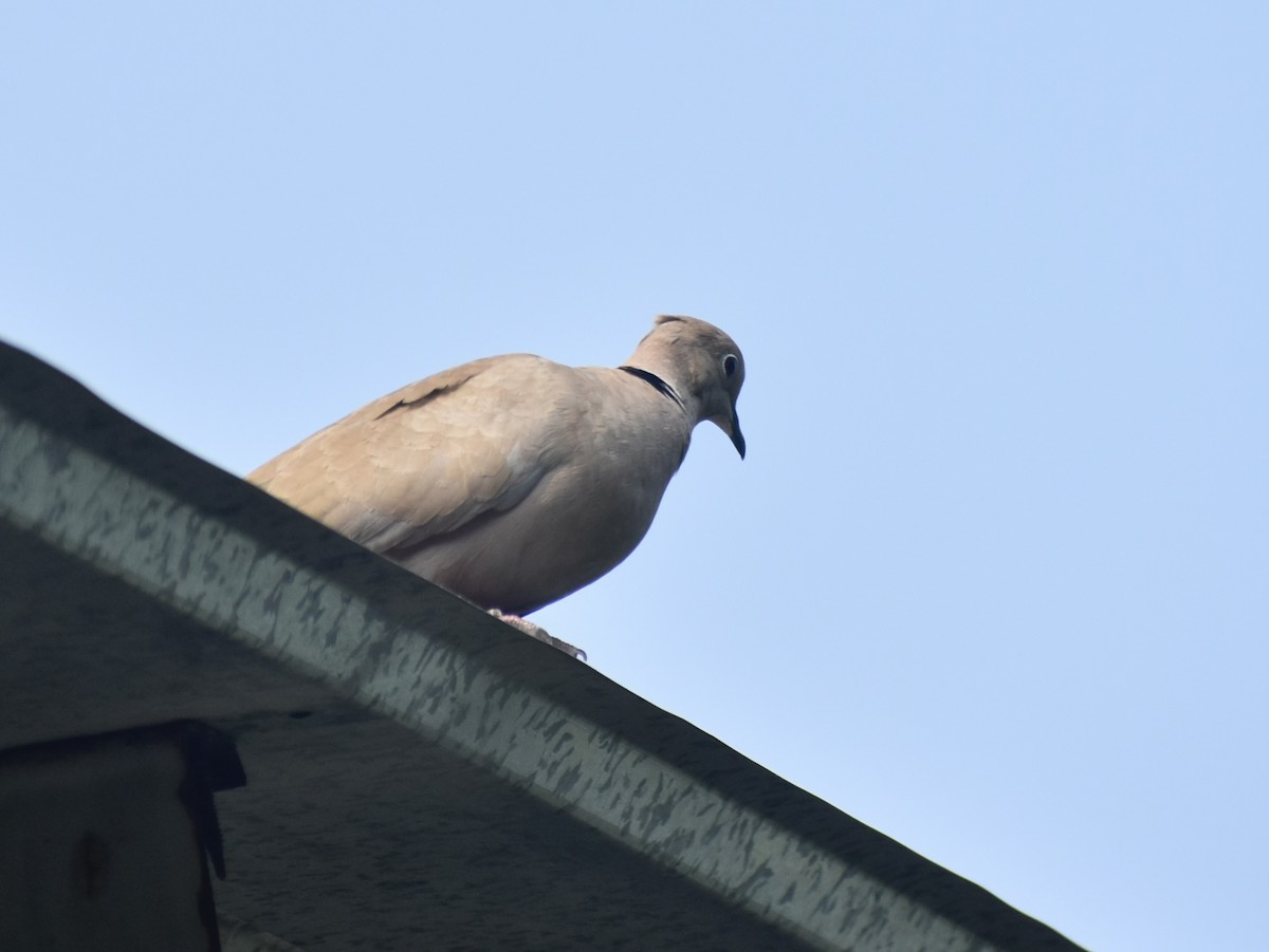 Eurasian Collared-Dove - ML616545047