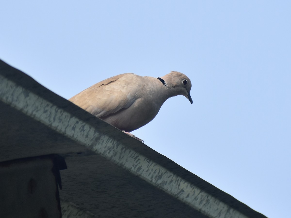 Eurasian Collared-Dove - ML616545048