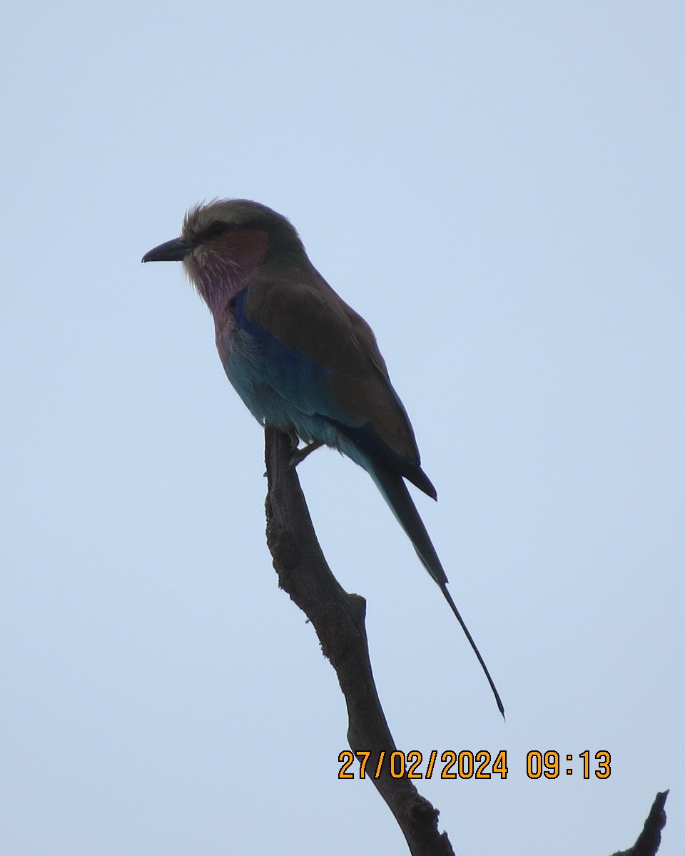 Racket-tailed Roller - ML616545053